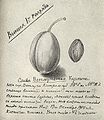 Сторінка з щоденника І. В. Мічуріна, 1904 р.