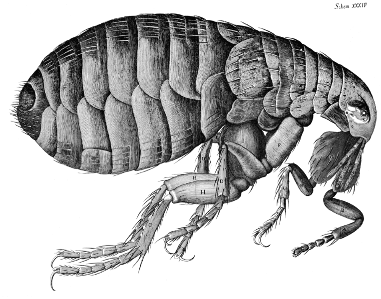 File:Micrographia Scheme 34.png