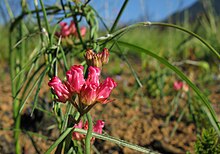 Microloma tenuifolium growing in a tangle without support where fire had removed fynbos scrub a year earlier. Usually the stems would be twining around the branches of perennials. Microloma tenuifolium IMG 2283s.jpg