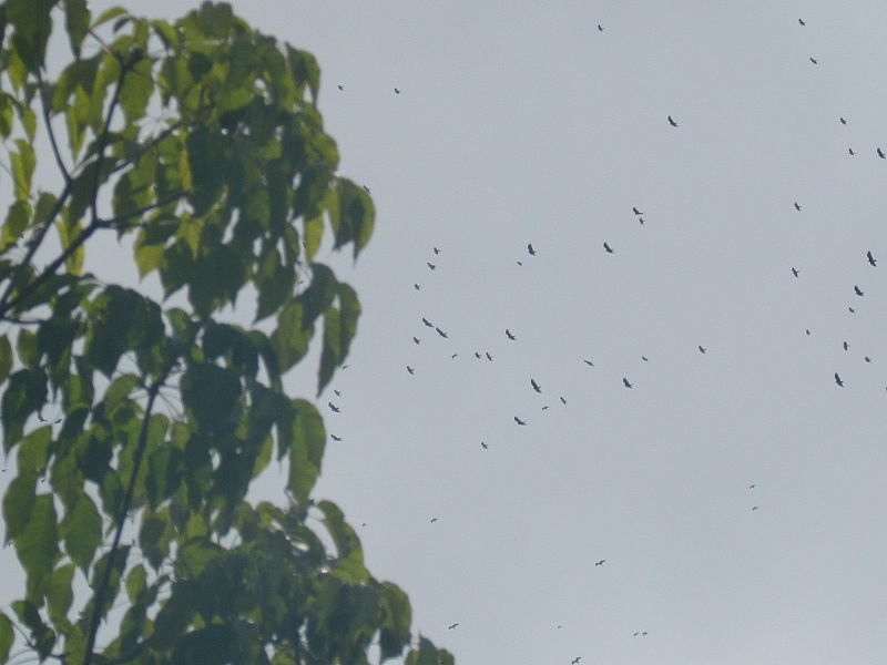 File:Migración de aves rapaces sobre la ciudad de Panamá, 29 octubre 2015-12.JPG