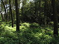 Čeština: Milešovský potok - okolní porost v oparenském údolí. Okres Litoměřice, Česká republika. English: Milešovský potok (stream) and the surrounding flora, Litoměřice District, Czech Republic.