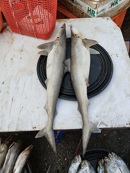 File:Milk Shark Rhizoprionodon acutus IMG 20231020 02.jpg