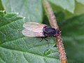 Minettia longipennis (Fabricius, 1794)