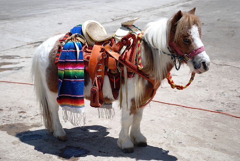 Wikipedia | Mini Horse Texcoco | Alejandro Linares Garcia