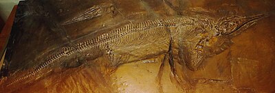 Mixosaurus cornalianus Tubingen 4.JPG