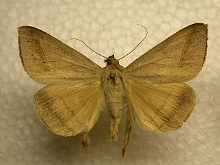 <i>Mocis marcida</i> Species of moth
