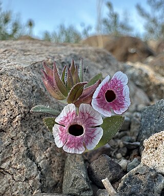<i>Diplacus mohavensis</i> Species of flowering plant