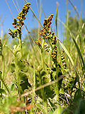 Miniatura para Botrychiaceae