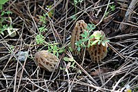 Morchella dunalii (5.3.19-Cyprus) 1.jpg