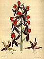 Mormodes ignea plate 93 in first Edition: J. Lindley & J. Paxton: Paxton's Flower Garden (Orchidaceae) (1850-1853)