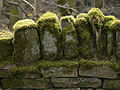 Mosses growing on drystone wall in the Peak District National Park at Pott Shrigley, Cheshire, UK