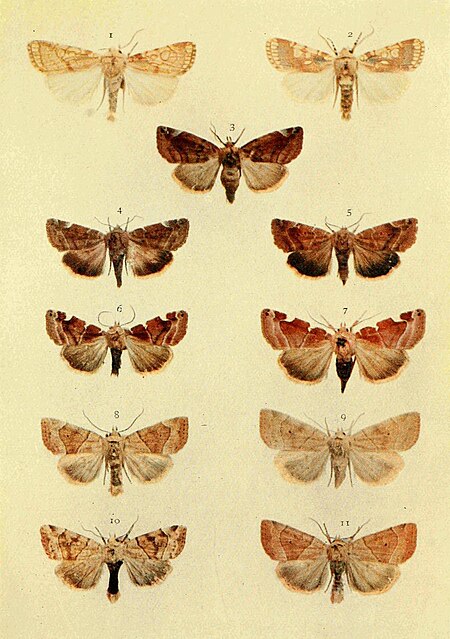 Tập_tin:Moths_of_the_British_Isles_Series2_Plate002.jpg