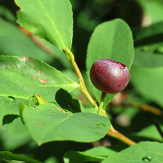 <i>Vaccinium membranaceum</i> Species of plant