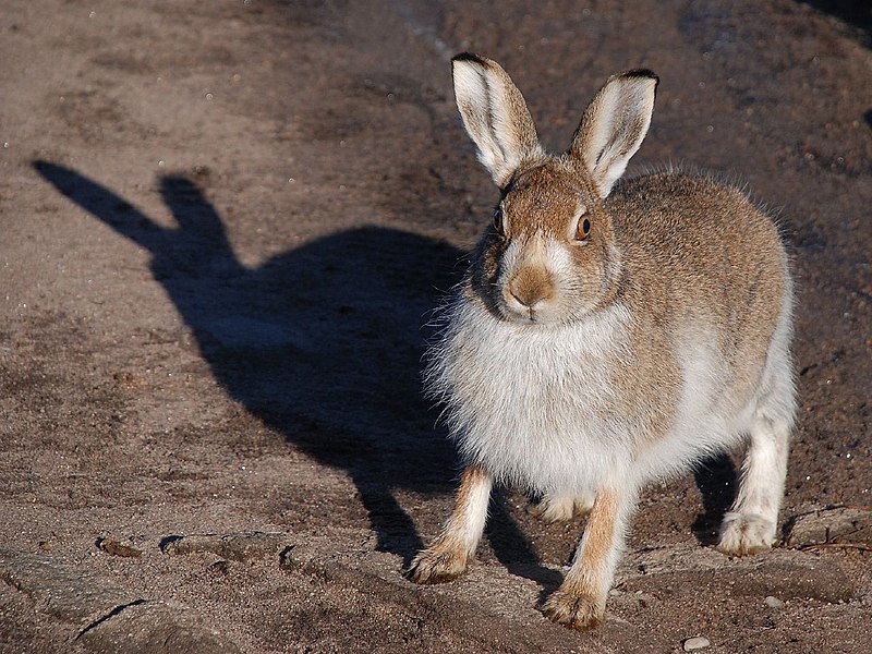 File:Mountain hare-Lepus timidus.jpg