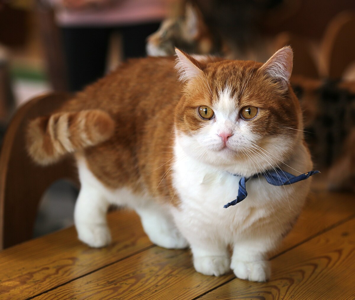 Category:Munchkin cats - Wikimedia Commons