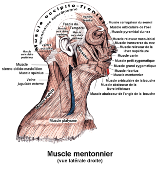 Fortune Salaire Mensuel de Muscle Mentonnier Combien gagne t il d argent ? 10 000,00 euros mensuels