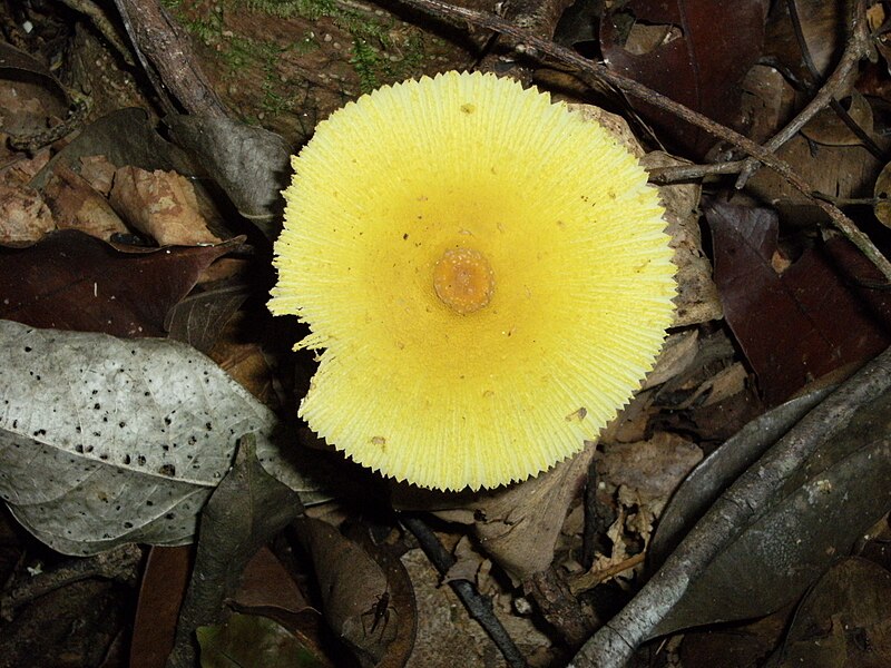 File:Mushroom at Brownsberg.JPG