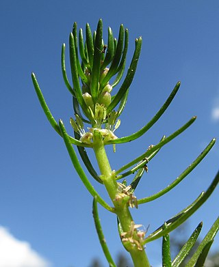 <i>Myriophyllum variifolium</i> Species of flowering plant in the family Haloragaceae