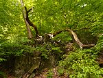 Naturschutzgebiet Wupper und Wupperhänge mit Seitensiefen