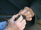 Fitting transmitter to a Bellbird