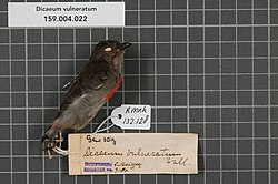 Naturalis Biodiversity Center - RMNH.AVES.132128 1 - Dicaeum vulneratum Wallace, 1863 - Dicaeidae - bird skin specimen.jpeg