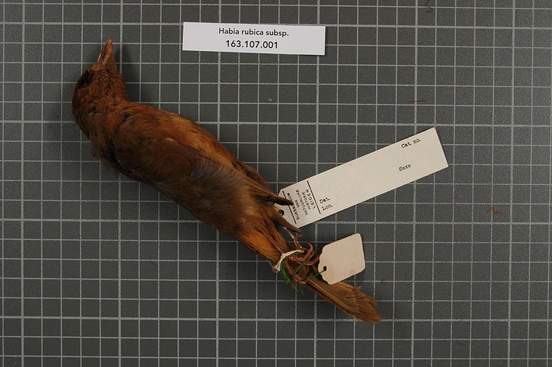 File:Naturalis Biodiversity Center - RMNH.AVES.152182 2 - Habia rubica subsp. - Emberizidae - bird skin specimen.jpeg