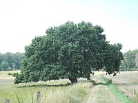 1 meadow oak