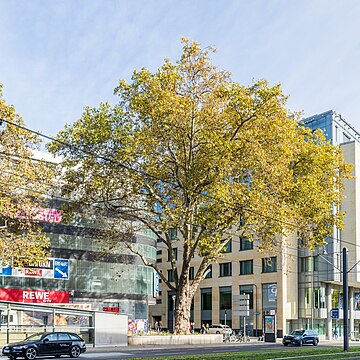 Liste der Naturdenkmale in Köln