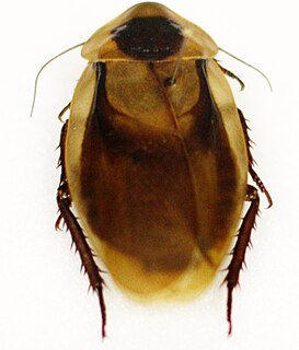<i>Blaberus discoidalis</i> Species of cockroach