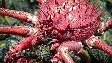 King crabs often feature prominent spines. Neolithodes agassizii eating.jpg