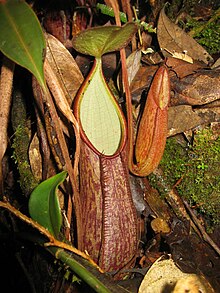 Le 2.JPG de Nepenthes