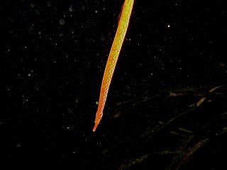 <span class="mw-page-title-main">Spotted pipefish</span> Species of fish