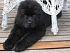 Newfoundland dog.jpg