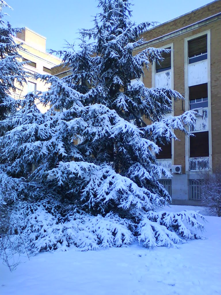 File:Nieve en la Facultad de Medicina de la UCM.PNG