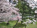 Ninna-ji National Treasure World heritage Kyoto 国宝・世界遺産 仁和寺 京都66.JPG