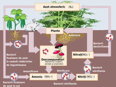 Circuitul Azotului În Natură