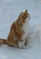 Red-Tabby with white NFO