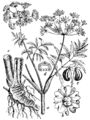 Cicuta virosa Velika trobelika plate 51 in: Martin Cilenšek: Naše škodljive rastline Celovec (1892)