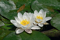 Бяла водна лилия (N. alba)