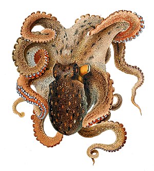 Octopus