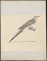Oena capensis - 1700-1880 - Print - Iconographia Zoologica - Special Collections University of Amsterdam - UBA01 IZ15600355.tif