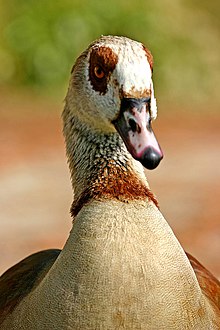 Egyptian goose Oie egypte 1.jpg