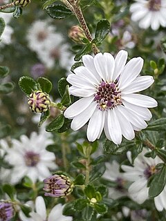 <i>Olearia minor</i> Species of plant in the family Asteraceae