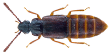 Omalium caesum Gravenhorst, 1806 (28886524475) .png