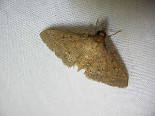 <i>Omiodes localis</i> Species of moth