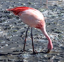 On and around Bolivias' Salar de Uyuni - on Laguna Hedionda - James's Flamingos - mostly - (Phoenicoparrus jamesi) - (24839720765).jpg