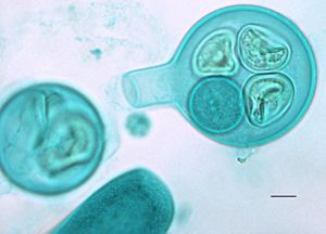 Saprolegnia sp.  al microscopio ottico, oogonio e zigoti