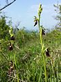 Ophrys insectifera Kronawettberg, Lower Austria