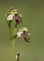 Ophrys umbilicata subsp. umbilicata Sarıçam, Adana province, Turkey