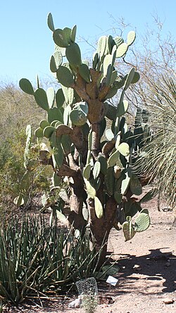 Viikunaopuntia (Opuntia ficus-indica)